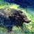 Miniature de BearField