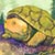 Miniature de Clan series (Turtle)