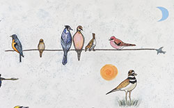 Miniature de Les oiseaux de Jacques Cartier (détail)