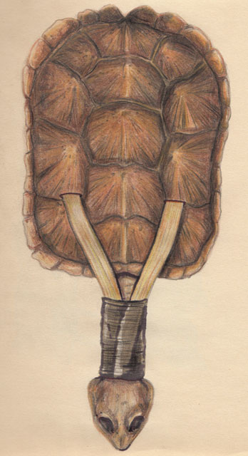 CR�CELLE TORTUE (anowara ohsta�:w�) : Carapace de tortue dont le cou et la t�te �tir�s forment le manche de l’objet. Ce manche est maintenu en place par deux lamelles de bois et une lani�re de cuir.