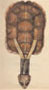 CR�CELLE TORTUE (Anowara ohsta :w�)