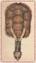 CR�CELLE TORTUE (anowara ohsta&nbsp;:w�) : Carapace de tortue dont le cou et la t�te �tir�s forment le manche de l’objet. Ce manche est maintenu en place par deux lamelles de bois et une lani�re de cuir.